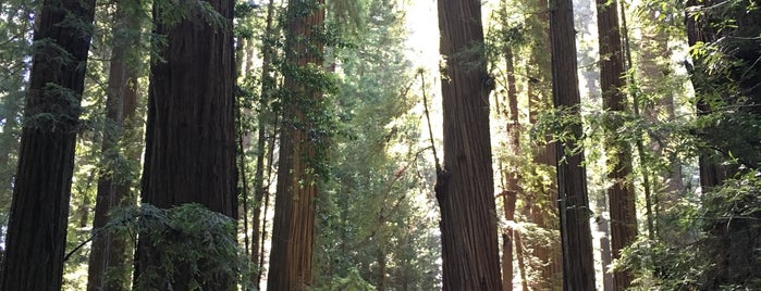 Humboldt Redwoods State Park is one of Road Trip: San Francisco to Portland.