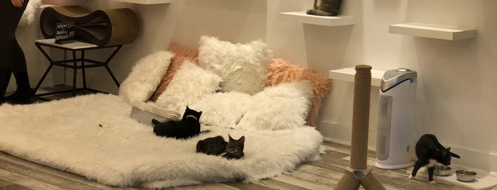 The Kitten Lounge is one of Locais curtidos por Allison.