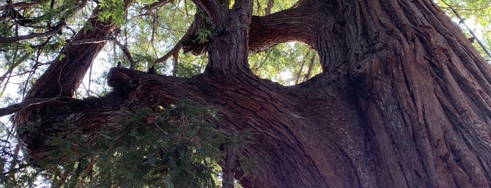 El Palo Alto Redwood Tree is one of Palo Alto Places.