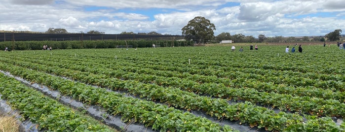 Naturipe Fruits is one of Melbourne Cherry Farms.