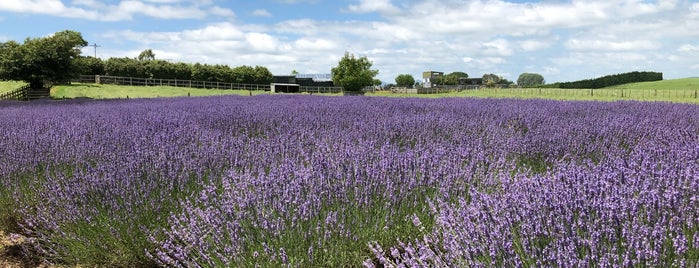 alphra lavender is one of Must Do Activities in Te Awamutu & surrounds.