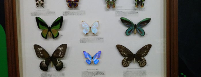 Butterfly Park & Insect Kingdom is one of Locais curtidos por Markus.