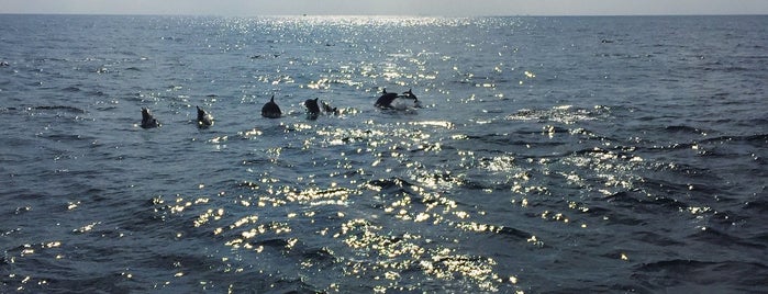 Mirissa Whale and Dolphin Watching is one of Ankur : понравившиеся места.