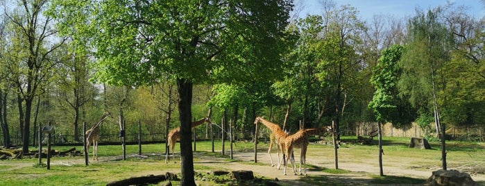 Giraffenverblijf is one of Kado nodig ? www.topkado.com.
