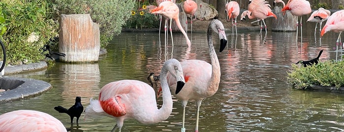 Flamingo Cove is one of สถานที่ที่ Marcie ถูกใจ.