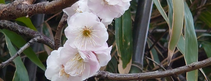 神田上水橋 is one of Mitaka-shi (三鷹市), Tokyo.