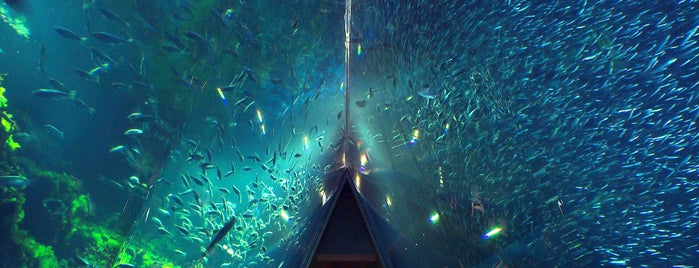 Aquamarine Fukushima is one of Must-go aquariums and zoos.