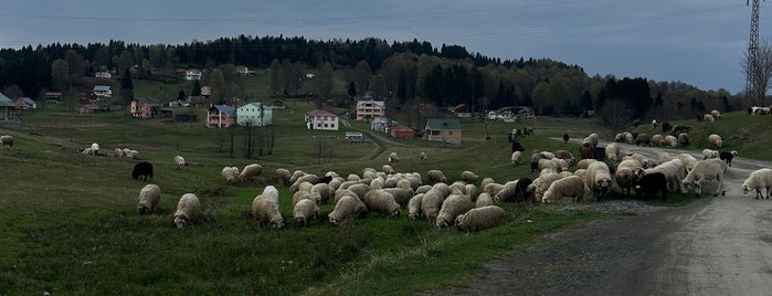 Hıdırnebi Yaylası is one of Rize Gezi Rehberi.