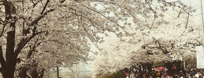 In Cherry Blossom is one of Street H, 我一来二去熟了.