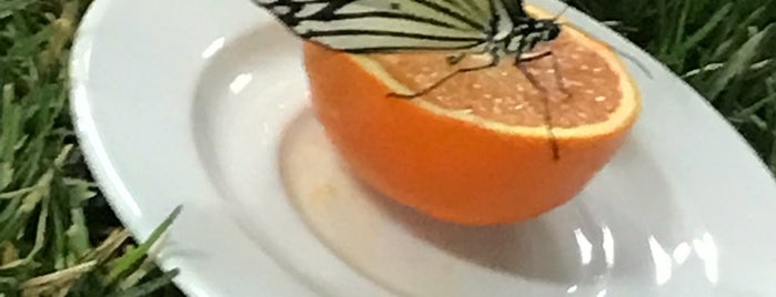 Un Tè con le Farfalle is one of amoR.
