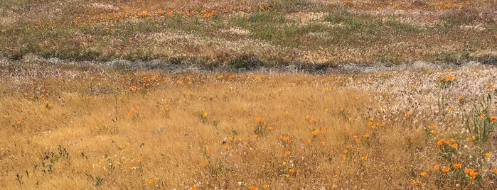 Antelope Valley Poppy Reserve is one of Lugares favoritos de Rachel.