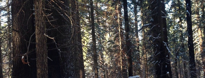 Tuolumne Grove of Giant Sequoias is one of Tempat yang Disukai Rachel.