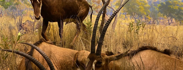 Akeley Hall of African Mammals is one of American Museum of Natural History.