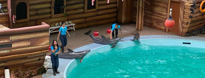 Dolphin Show is one of اندونيسيا.