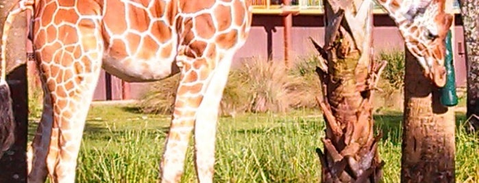 Disney's Animal Kingdom Lodge is one of Animal Kingdom Resort Area.