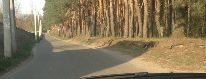 Лес в Белогородке is one of สถานที่ที่ Samet ถูกใจ.