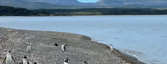 Isla Martillo (Pingüinera) is one of Best of: Patagonia.