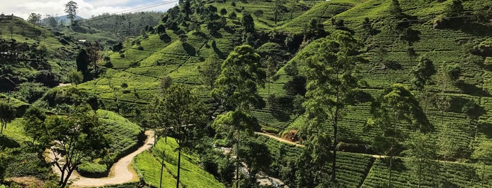 Mackwood Tea Factory is one of A week in Sri Lanka.