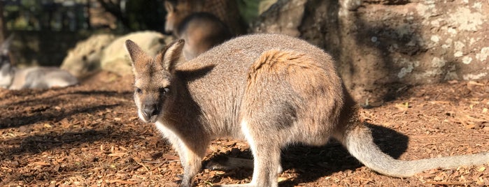Taronga Zoo is one of Best of: Australia.
