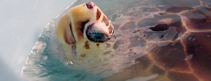 Karen Beasly Sea Turtle Rescue and Rehabilitation Center is one of vacation.