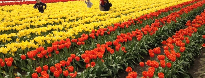 Tulip Town is one of places to go.