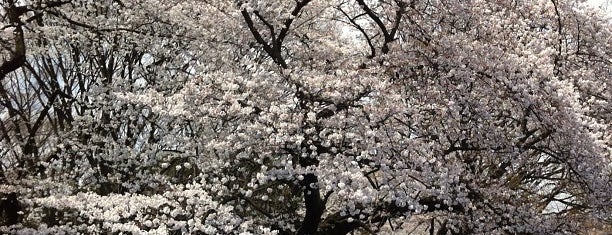 Yoyogi Park is one of 東京花見スポット.