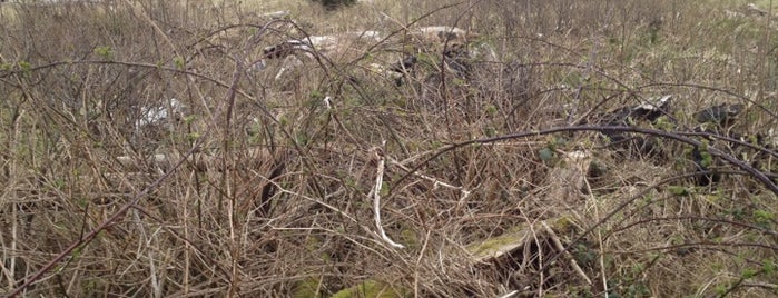 Les Shirley Park is one of Gehlen’s Liked Places.