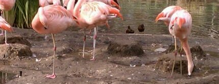 Chilean Flamingo Lagoon is one of Lieux qui ont plu à G.