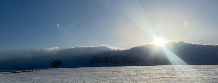 セブンスターの木 is one of Hokkaido for driving.