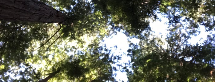 Cathedral Grove is one of Soowanさんのお気に入りスポット.