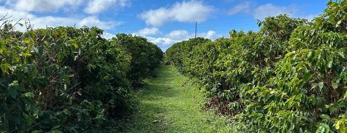 Kauai Coffee Plantation is one of Karaii.