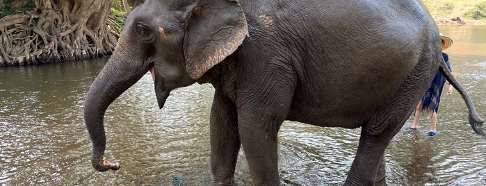 Chockchai Elephant Camp is one of Chiang Mai.