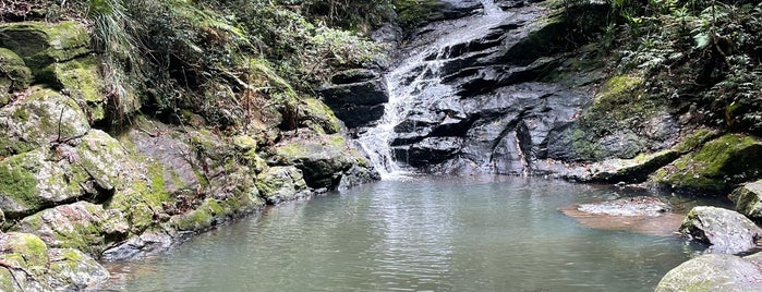 Kondalilla Falls is one of Queensland.