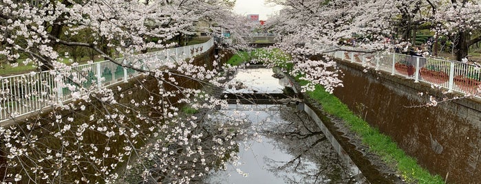 仙川平和公園 is one of 公園.