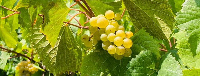 Blumenhof Vineyards & Winery is one of Favorite Wineries..