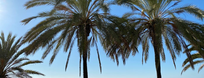 Blue Palm is one of Marbella.