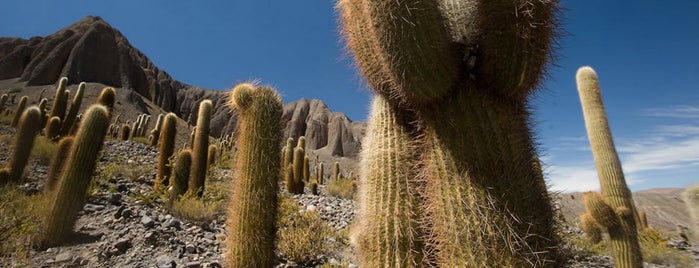 Parque Nacional Los Cardones is one of Salta.