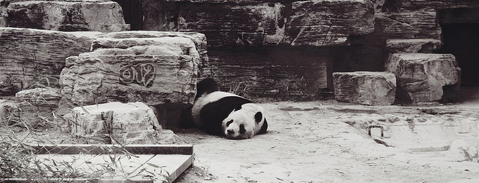 北京動物園 is one of Checked in China.