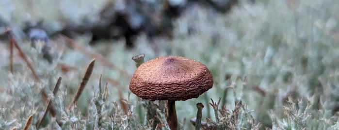 Nuuksio National Park is one of Helsinki.