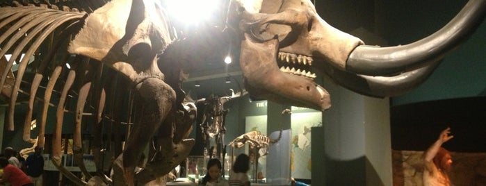 Smithsonian National Museum of Natural History is one of Best places to see dinosaurs.