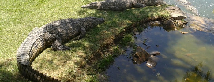 Crocodile Farm is one of Orte, die Andy gefallen.