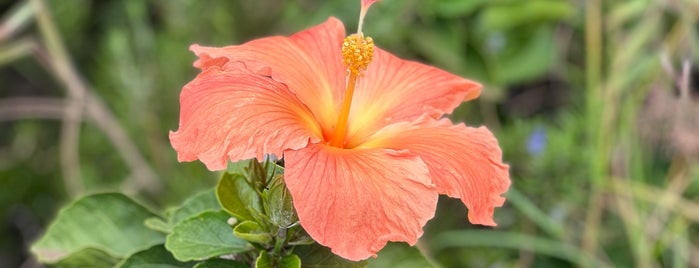 Kula Botanical Gardens is one of Maui 🍍.