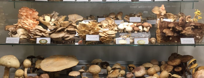 Mushroom Museum is one of FOOD AND BEVERAGE MUSEUMS.