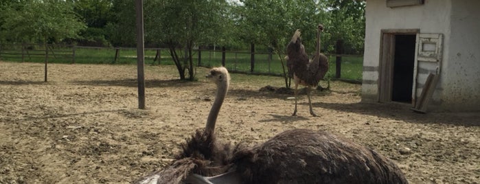 Страусина ферма / Ostrich farm is one of Locais curtidos por Svetlana.