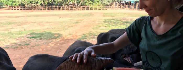 Pinnawala Elephant Orphanage is one of Tempat yang Disukai Svetlana.