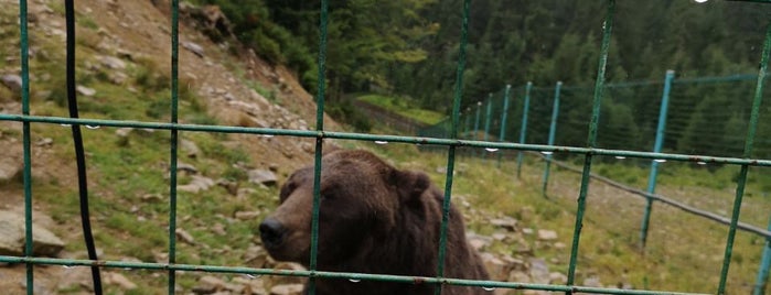 Центр реабілітації бурого ведмедя is one of Svetlanaさんのお気に入りスポット.