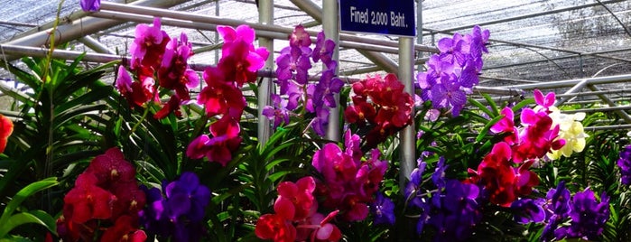 Orchid farm is one of 7-Day Bangkok - Northern Thailand.