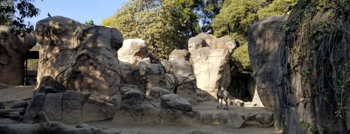 Zoológico de Chapultepec is one of สถานที่ที่ Damon ถูกใจ.