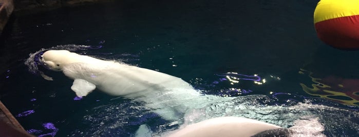 Shedd Aquarium is one of Damonさんのお気に入りスポット.
