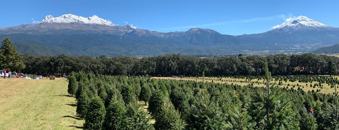 Bosque De Los Arboles De Navidad is one of Tempat yang Disukai Damon.